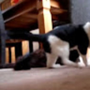 Meet your Posher, Veronica